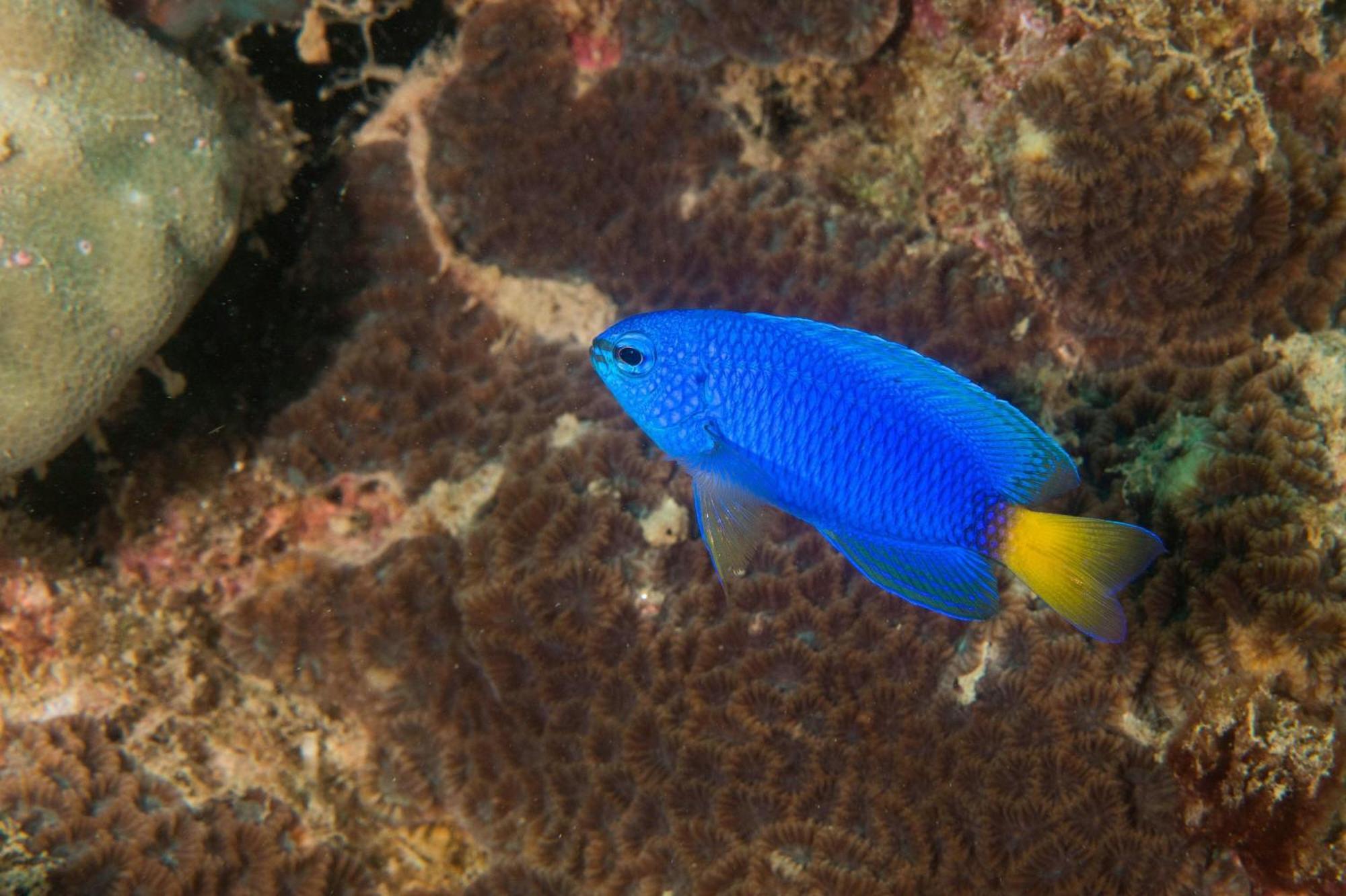 Le Meridien Phuket Beach Resort Karon Buitenkant foto Blue-tailed blue damsel
